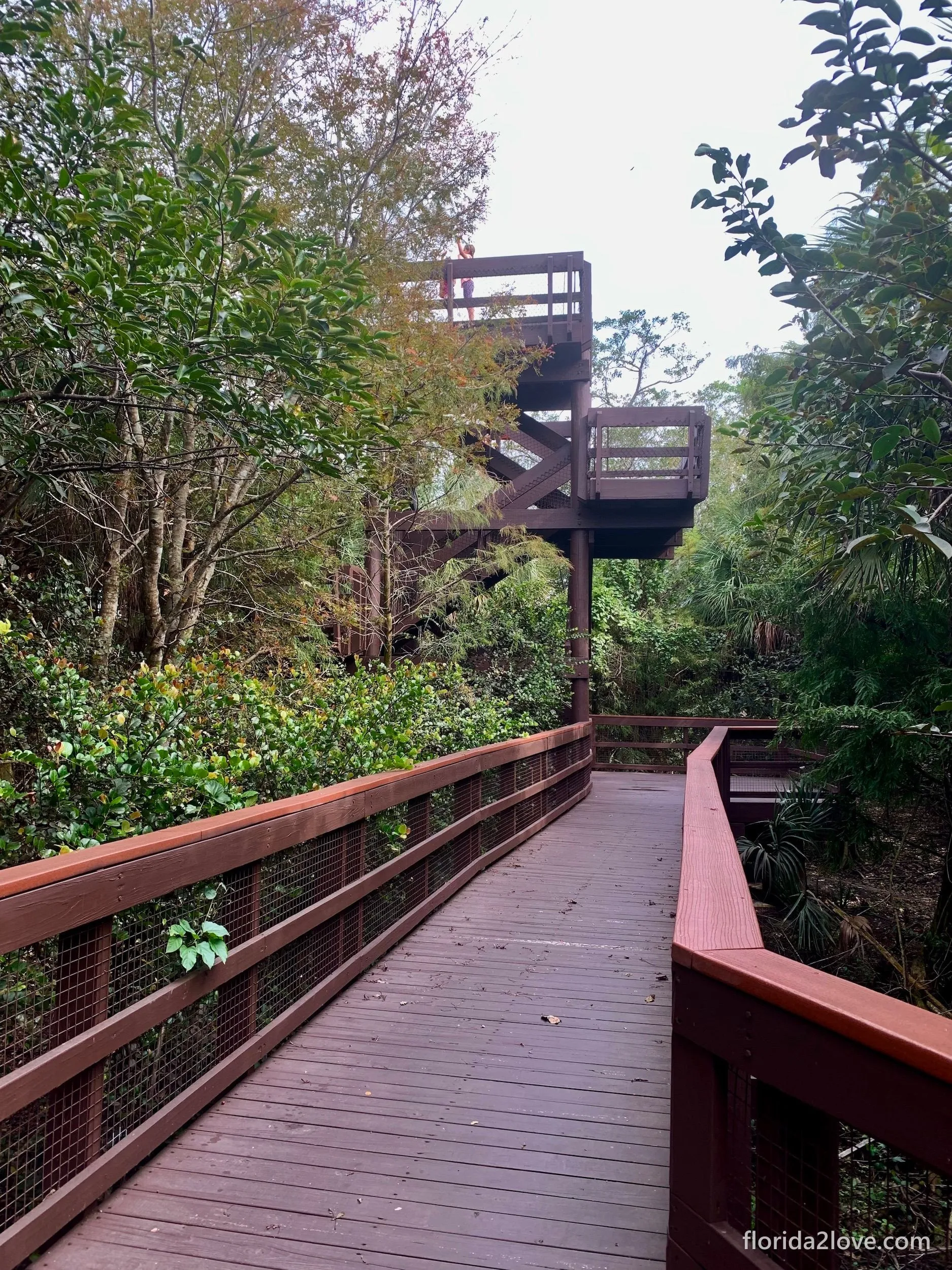 The observation tower in Daggerwing Nature Center